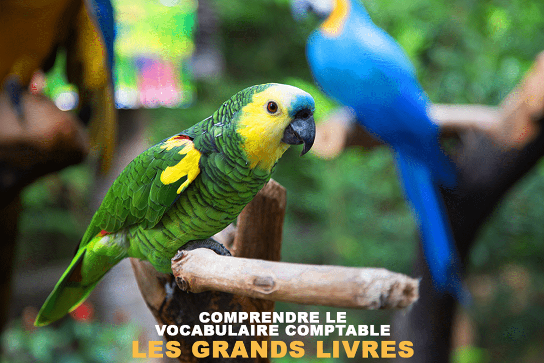 Vocabulaire comptable : les grands livres